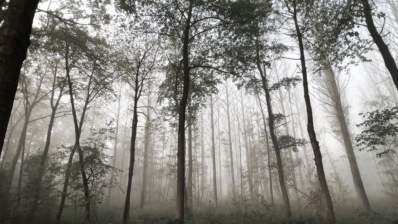Tall Forest Trees On A Misty Morning — Pexels video still by Lies